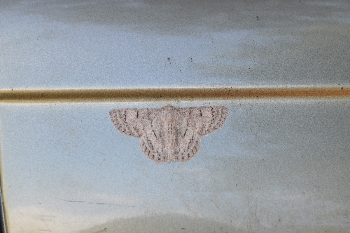 Geometriod moth