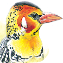 eGuide to Birds of East Africa