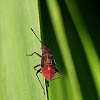 Western Boxelder Bug Nymph