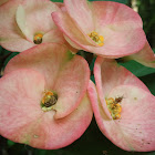 Euphorbia milii flower