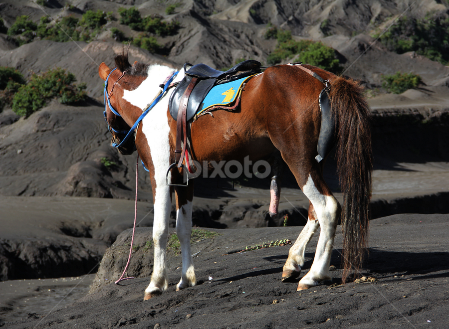 A Naughty Horse | Horses | Animals | Pixoto