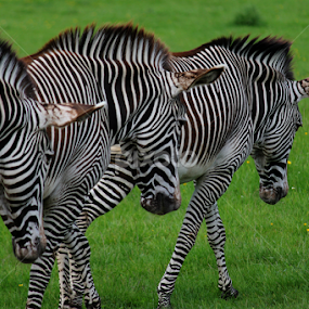 Zebra Train by Nikki Wilson - Animals Other Mammals