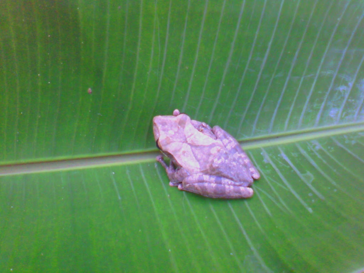 Hourglass Tree-frog