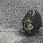 Prehensile tailed porcupine