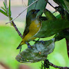 Thick-billed euphonia