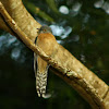 Fan-Tailed Cuckoo