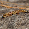 Turkish gecko