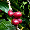 Fruto de café (Coffee berries)