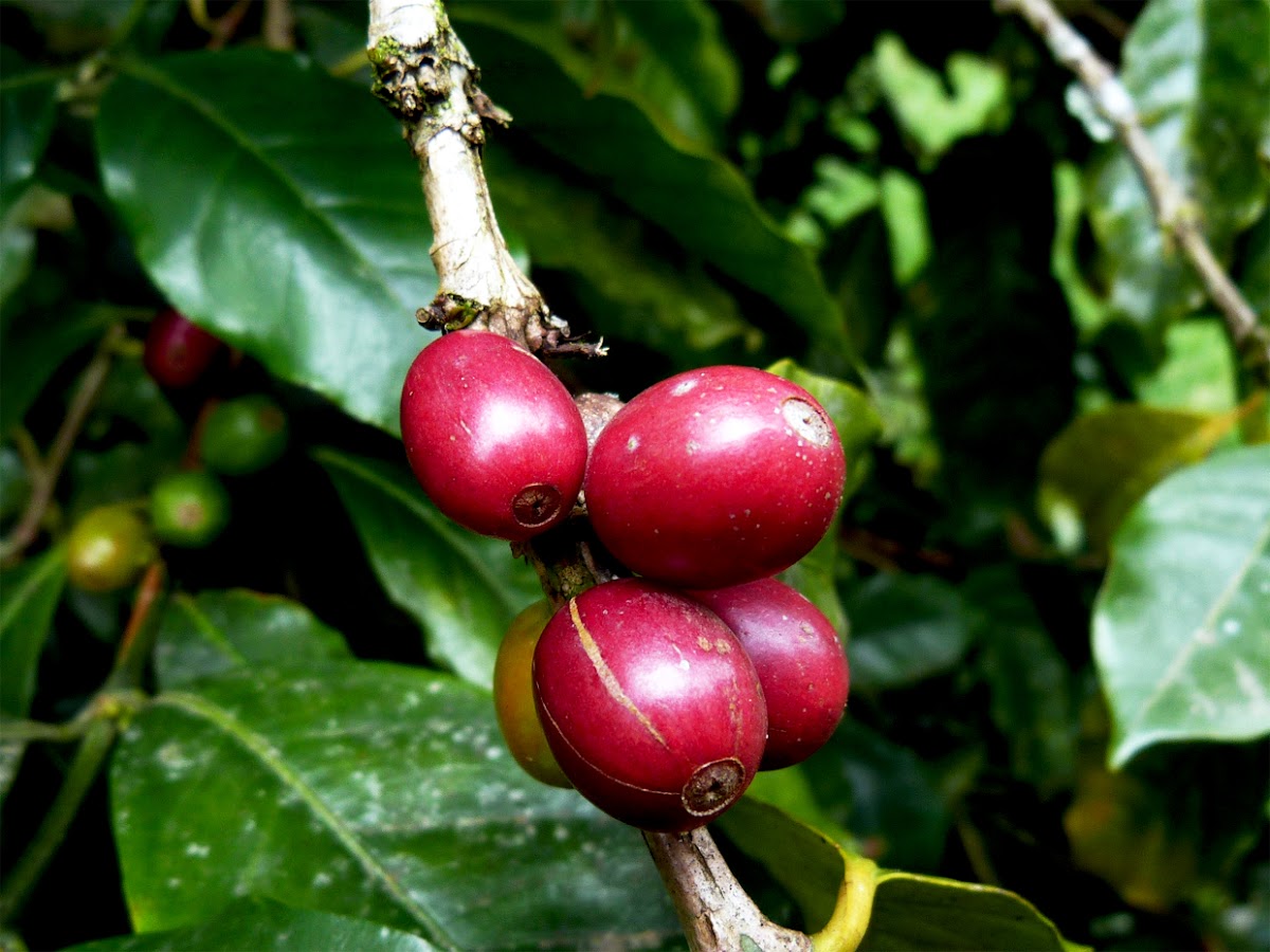 Fruto de café (Coffee berries) Project Noah