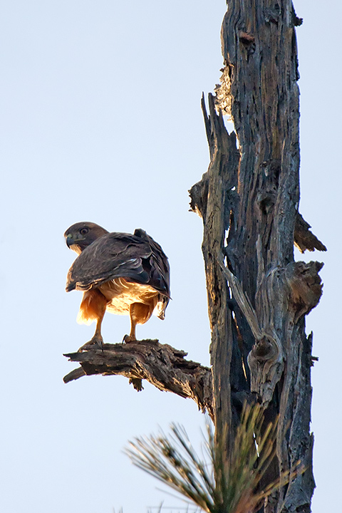 Gavilán cola roja, adulto (Red-tailed Hawk)