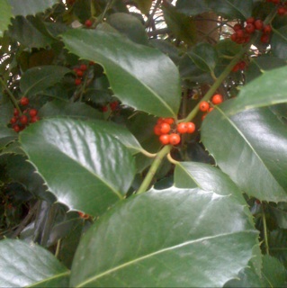 American Holly 