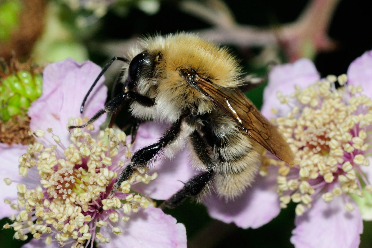 Common Carder-bee