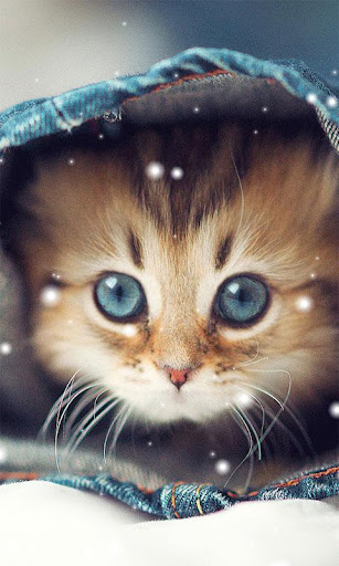 Cute Cat Wallpapers