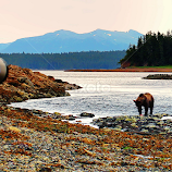 Grizzly close up, Alaska by Dharmali Kusumadi -  
