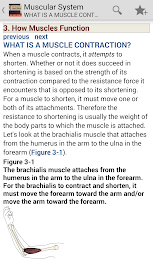 Muscular System Manual poster 4