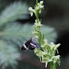 White-striped Black Moth (on Alaska Rein Orchid)