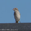 Wodchat Shrike; Alcaudón Común