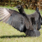 American Black vulture
