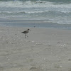 Willet