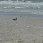 Willet