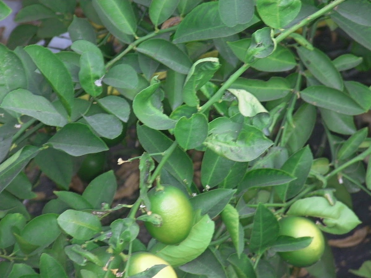 Lime Tree