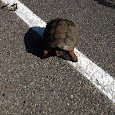Turtle Crossing 