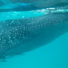 Whale Shark