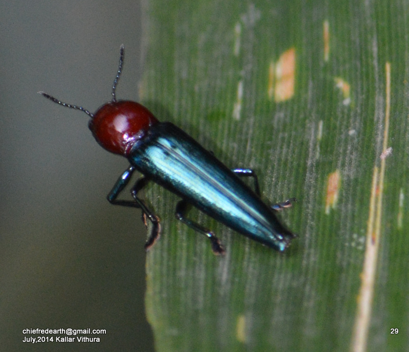 Lizard Beetle
