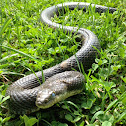Eastern rat snake (black race)