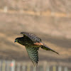 Karearea, the New Zealand falcon