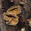 Crust Fungus with Aphids