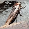 Dot and Dash Swordgrass Moth