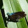 Frosted Flasher Butterfly