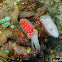 Cuttlefish (juvenile)