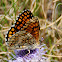 Heath Fritillary; Atalia