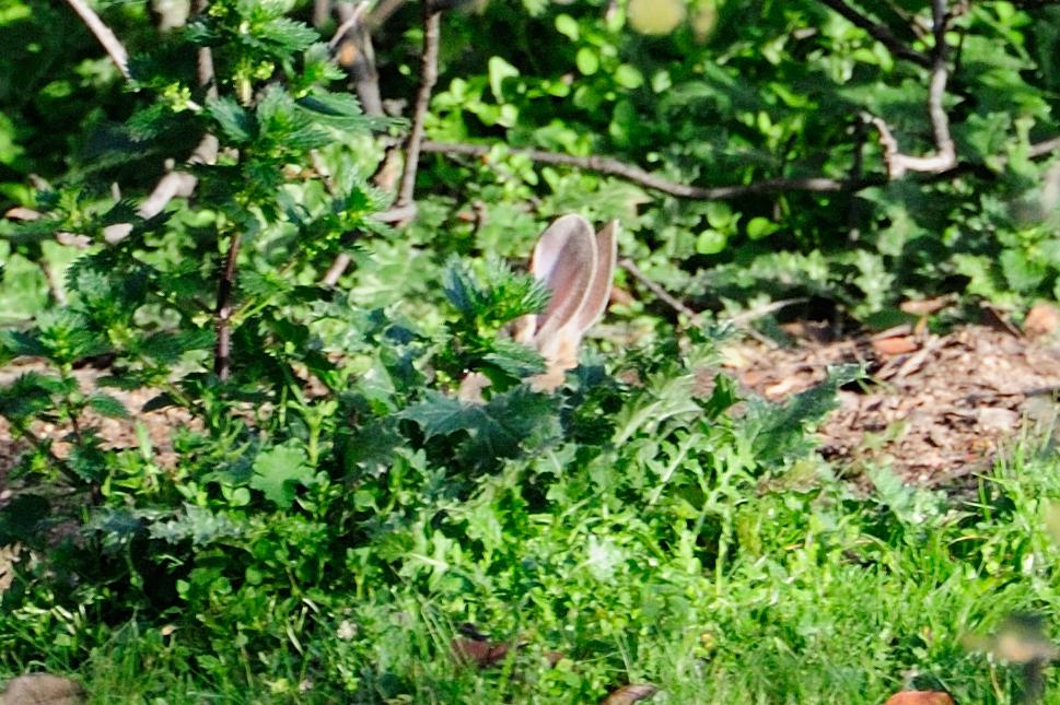 European rabbit, Conejo común