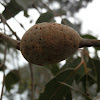 Eucalyptus stem gall - Wasp gall