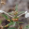 Longflower tubetongue