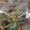 Longflower tubetongue