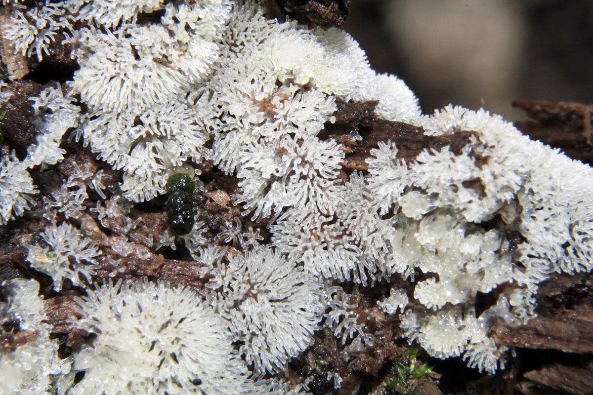 Coral Slime Mold