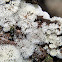 Coral Slime Mold