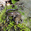 台灣山椒魚（Taiwan Salamander）