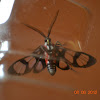 Wasp Moth