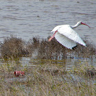 White Ibis