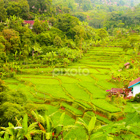 Dago View by Dedik Dwi Nugroho - Landscapes Mountains & Hills