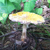 Yellow Fly Agaric