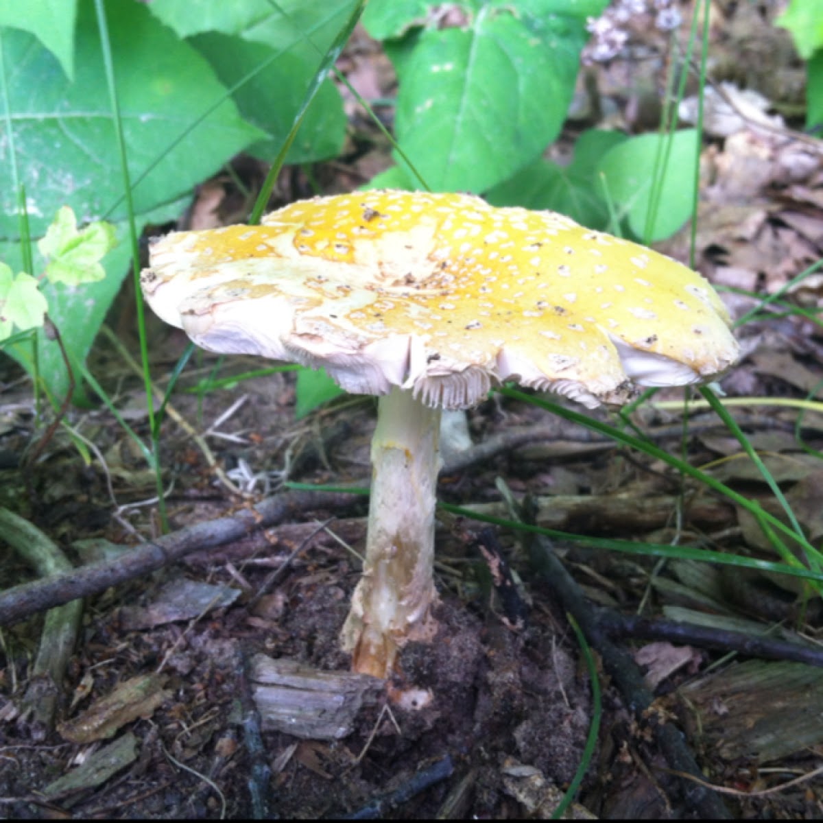 Yellow Fly Agaric