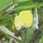 Three-Spot Grass Yellow (Mating)
