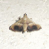 Pyralid Moth