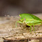 Green Stink Bug